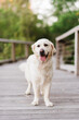 © Samantha Gehrmann/Stocksy - Golden retriever standing on bridge