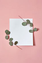 Square Paper Card With Corner Twigs Of Green Eucalyptus Plant.