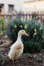 Juvenile Duck In Garden