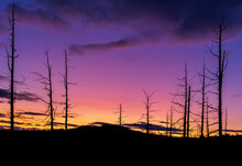 Dry Trees In Dead Forest On The Background Of Colored Sunset Sky.