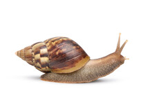 Garden Snail Isolated On White Background. Clipping Path.