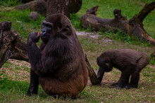 A Large Hairy Silverback Gorilla Sits On Green Grass Eating. The Mother Ape Is Holding The Hand Of Its Infant Ape. The Animal That Has Long Hair Is Still Nursing Its Baby In A Natural Setting. 
