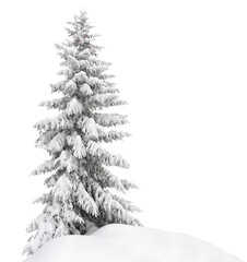 Spruce tree covered snow on white background with space for text