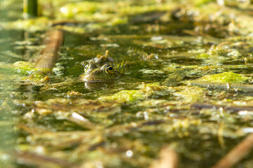 The green toad frog is on the surface of the pond. The head and eyes are visible.