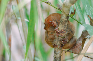 Poster - two baby birds in a nest