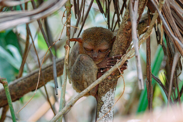 Wall Mural - a monkey sitting in a tree