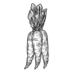 Poster - vegetable carrots fresh organic food, hand drawn style icon