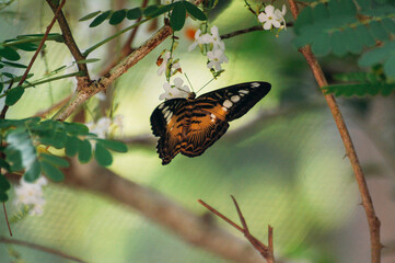 Wall Mural - a butterfly on a branch