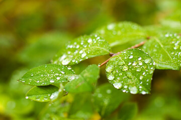 Dew on autumn leaves, water reflection, drops and dew in the misty and foggy weather