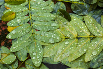 Dew on autumn leaves on the land, water reflection, drops and dew