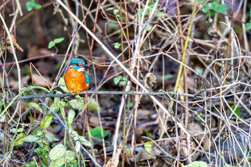 Wall Mural - Kingfisher bird, alcedo atthis, perched on a branch