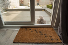 A British Short Hair Cat Sitting On The Decking Area Of A Garden In Edinburgh, Scotland, UK, Where A Door Mat With Cat Paw Prints Can Be Seen On The Foreground Beside A Patio Door.