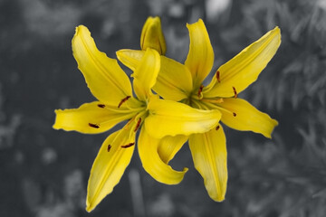 Trendy concept colors of year 2021 Illuminating and Ultimate Gray, yellow lily flowers on gray background