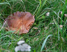 Large Brown Mushroom In Grass With Niblle Marks