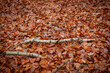Brzozowe patyki leżące na warstwie liści w lesie