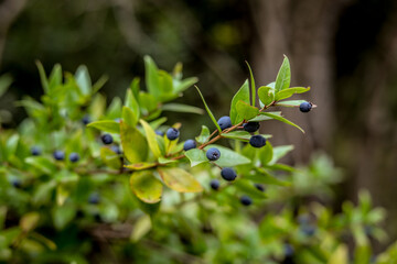 Selective  focus shot of wild blueberry