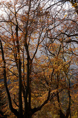 Wall Mural - Urban park in an autumn day