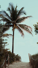 Wall Mural - Vertical shot of palm trees on the beach in Miami in the morning