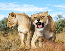 Closeup Shot Of Two Angry Female Lions