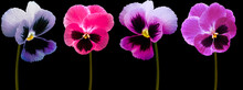 Set Pansy Flowers  Blue,  Purple, Red, Violet On Black Isolated Background With Clipping Path.  Closeup.  Nature.
