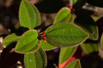 leaves in the garden