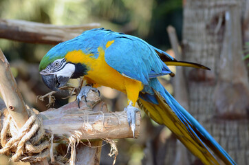 A blue and gold macaw 