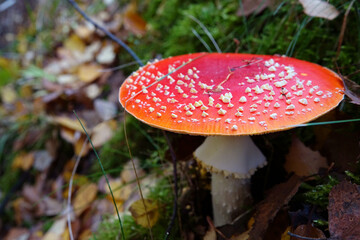 Wall Mural - Selective focus shot of amanita muscaria, commonly known as the fly agaric in the forest