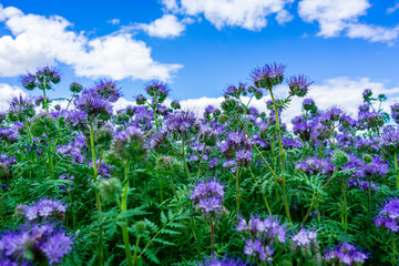 Wall Mural - closeup shot of purple phacelia flowers under blue sky and white clouds