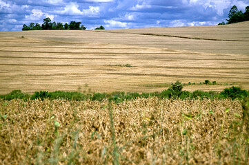 Canvas Print - Plantação de soja orgânica. Paraná.