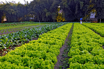 Wall Mural - Agricultura hortaliças orgânica. Rio de Janeiro