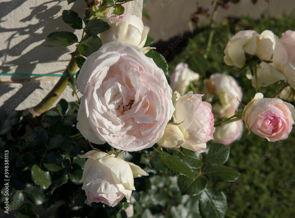 Spring Flowers Roses Spring flowers. Roses blossom in the garden. Closeup view of climbing ...