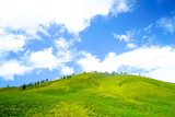 Fototapeta  - Amazing landscape Green grass on the field with clear blue sky 
