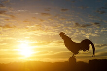 Silhouette Of A Rooster Crow In The Morning Sunrise Background.