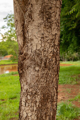 Wall Mural - tree trunk texture