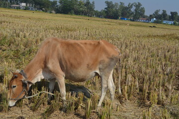 Cow in the field