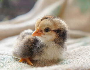 Yellow newborn chick 