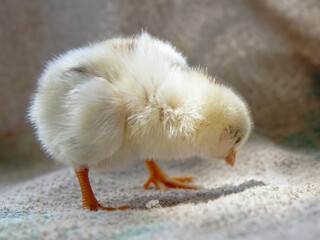 Yellow newborn chick 