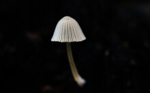 Closeup Of A Pleated Inkcap Mushroom In Malta Against A Dark Blurry Background