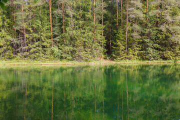  Amazing crystal clear and emerald water in the forest lake. Pine forest. Sunny summer day.