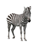Fototapeta  - young zebra on white background