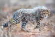 © Peter - Cheetah mother and cub in short scrubveld