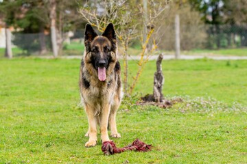 portrait of german shepherd in the grass