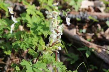 Wall Mural - White Corydalis flower bloomed in spring forest