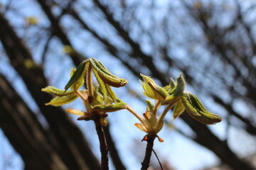 Wall Mural - Young first leaves emerged from open buds on a chestnut tree in a spring park