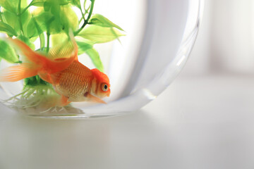 Beautiful bright goldfish in aquarium on table, closeup