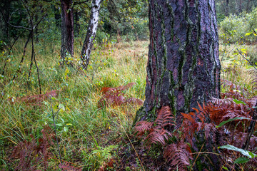 Sticker - autumn in the forest