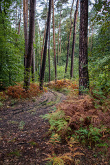 Sticker - path in the woods