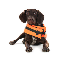 Poster - Dog rescuer in life vest on white background