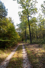 Sticker - path in the forest