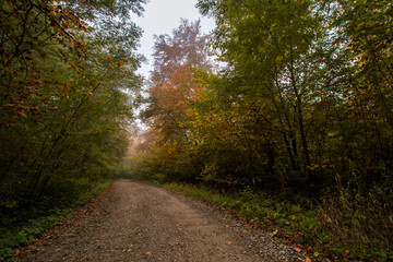 Sticker - path in autumn forest